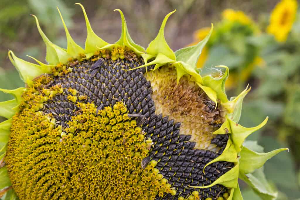 Detail Sunflower With Seeds Images Nomer 7