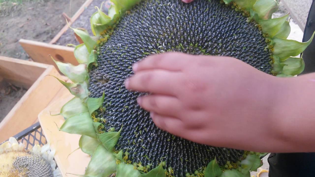Detail Sunflower With Seeds Images Nomer 8