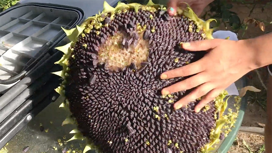 Detail Sunflower With Seeds Images Nomer 9