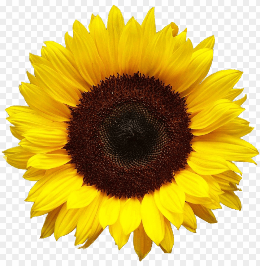 Sunflower Without Background - KibrisPDR