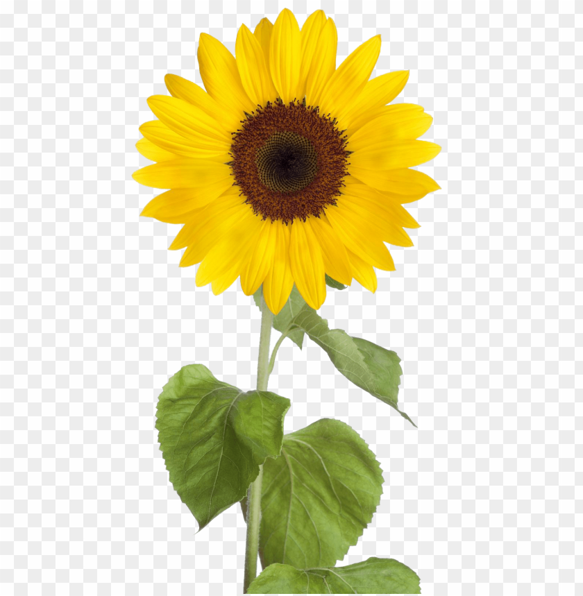Detail Sunflower Without Background Nomer 11