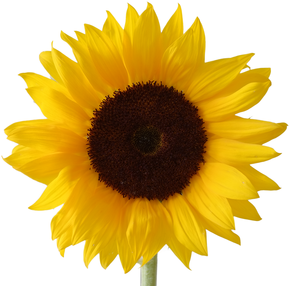 Detail Sunflower Without Background Nomer 12
