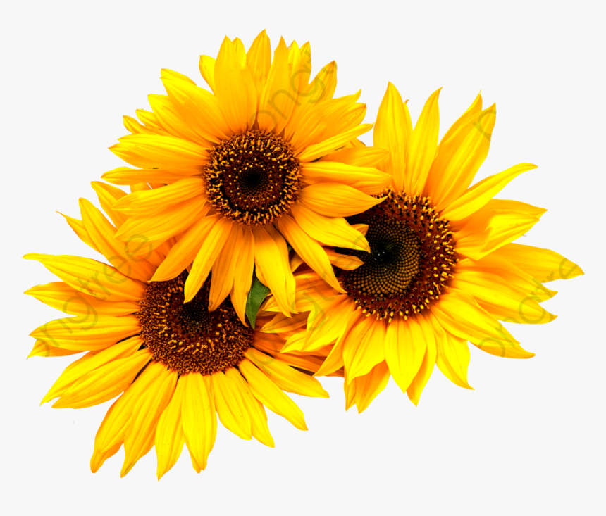 Detail Sunflower Without Background Nomer 13