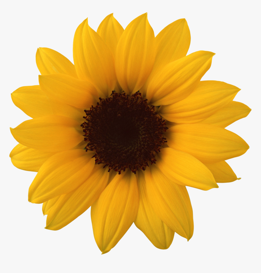 Detail Sunflower Without Background Nomer 15