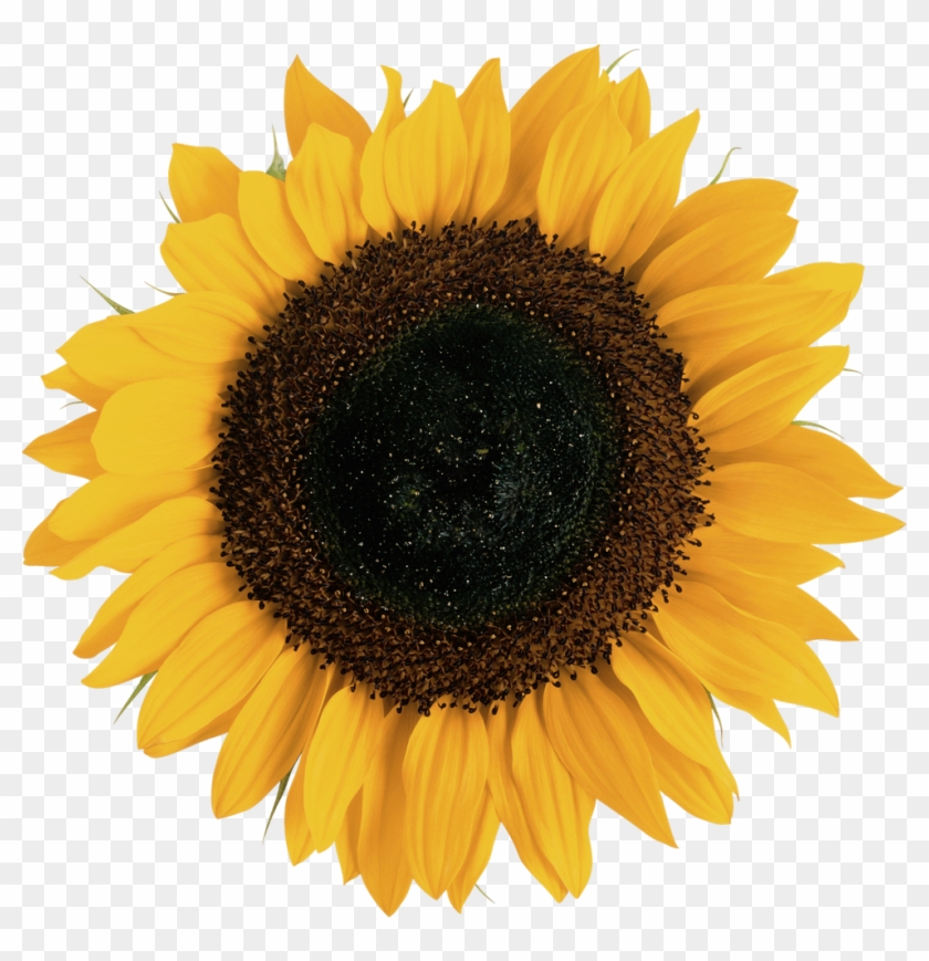 Detail Sunflower Without Background Nomer 16