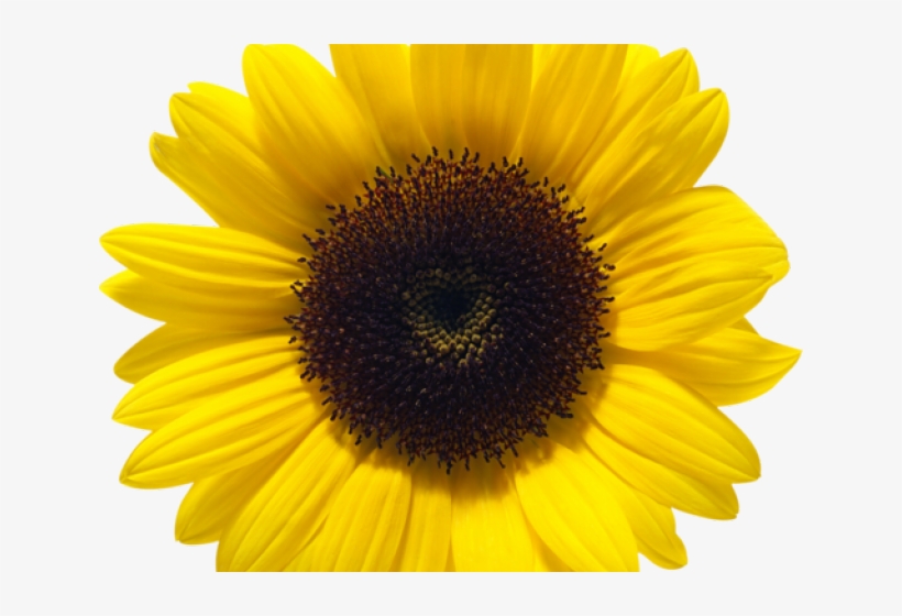Detail Sunflower Without Background Nomer 18