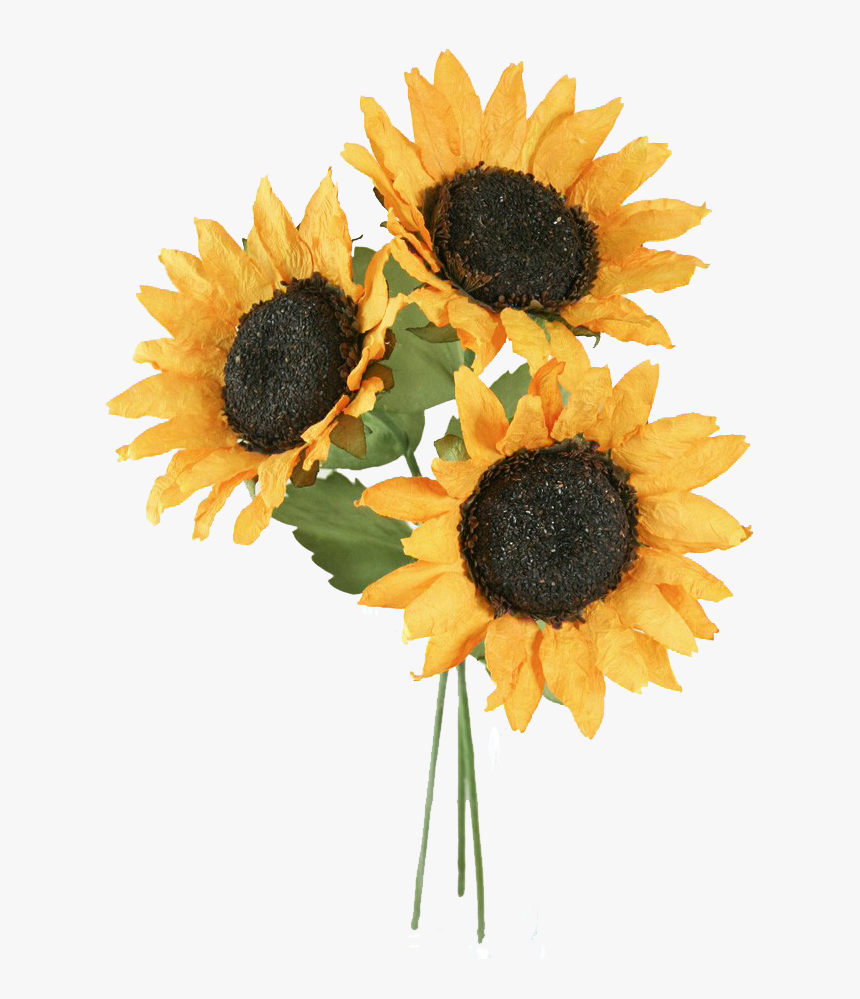 Detail Sunflower Without Background Nomer 21
