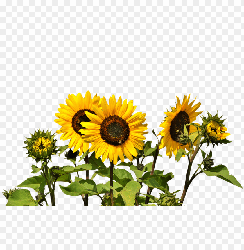 Detail Sunflower Without Background Nomer 22