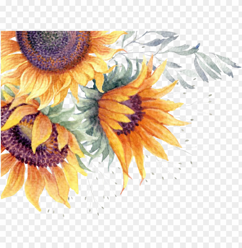 Detail Sunflower Without Background Nomer 23