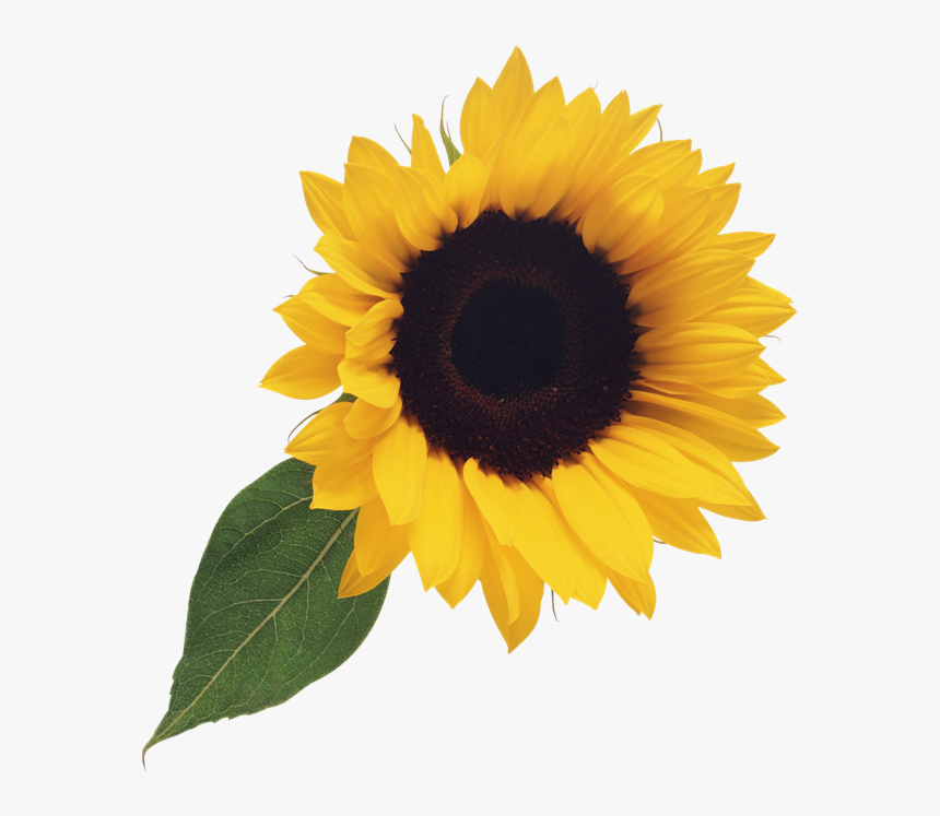 Detail Sunflower Without Background Nomer 2