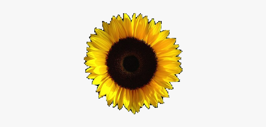 Detail Sunflower Without Background Nomer 29