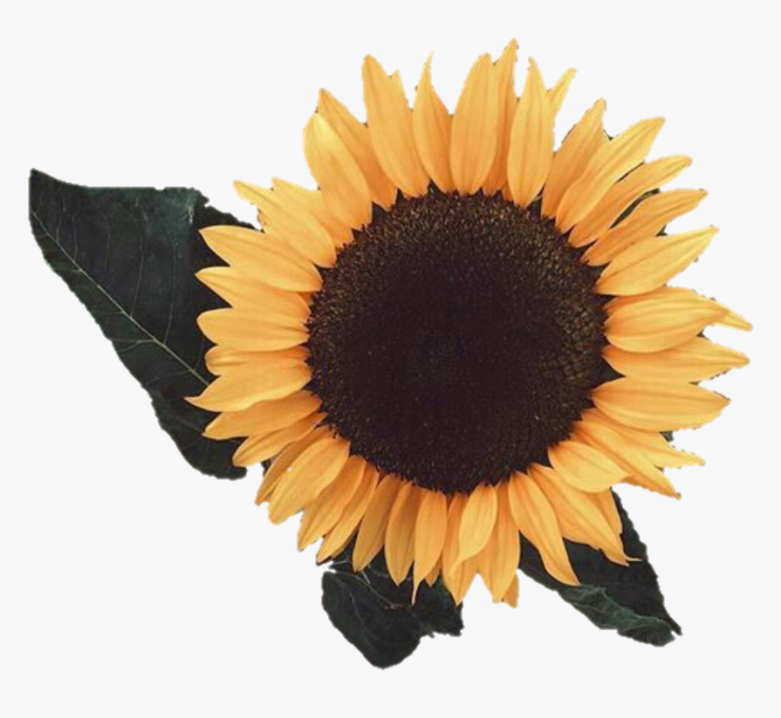 Detail Sunflower Without Background Nomer 31