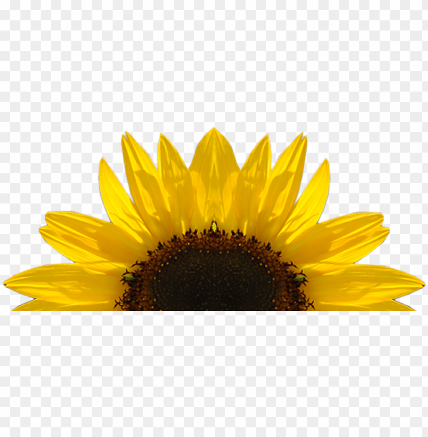 Detail Sunflower Without Background Nomer 34