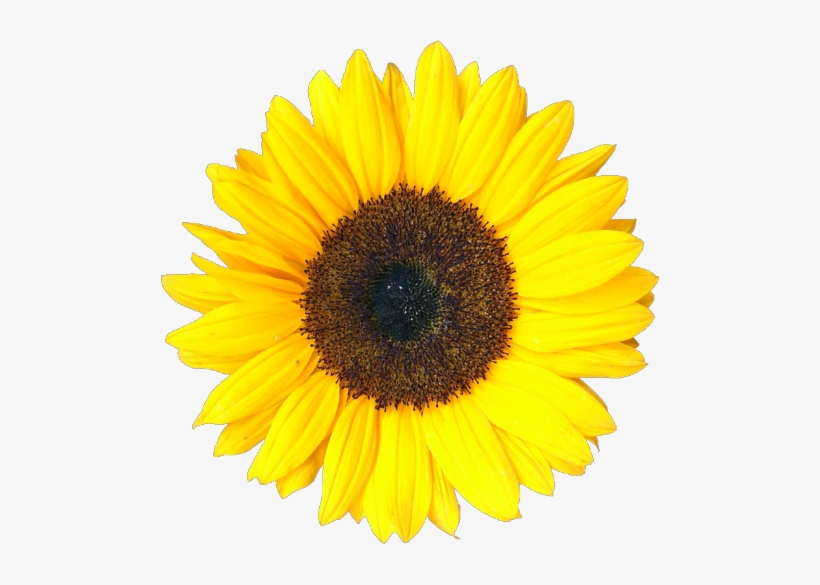 Detail Sunflower Without Background Nomer 35