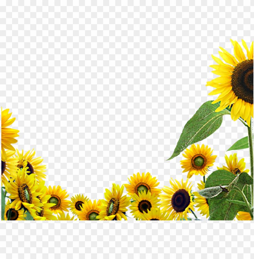 Detail Sunflower Without Background Nomer 3