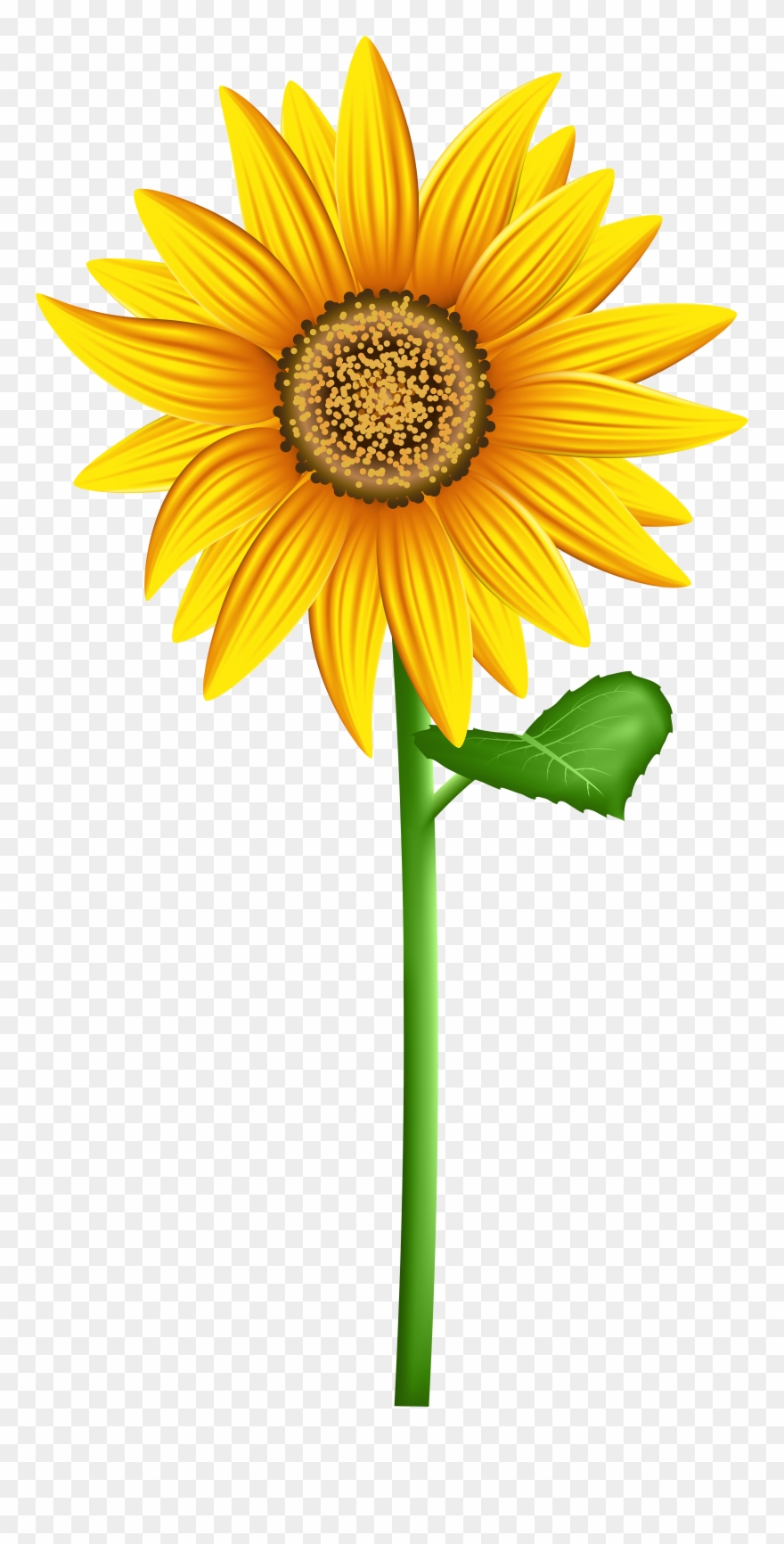 Detail Sunflower Without Background Nomer 39