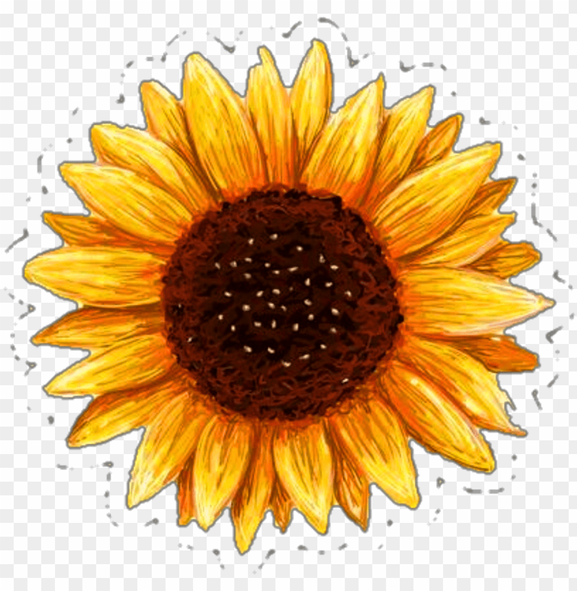 Detail Sunflower Without Background Nomer 40