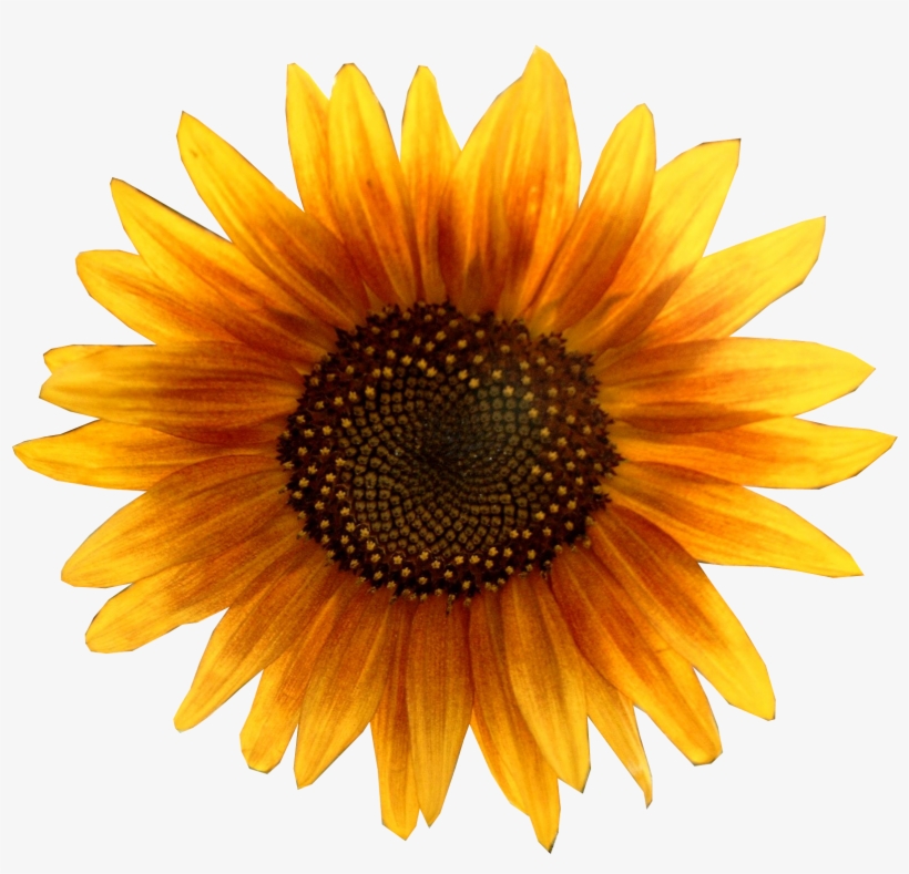 Detail Sunflower Without Background Nomer 41