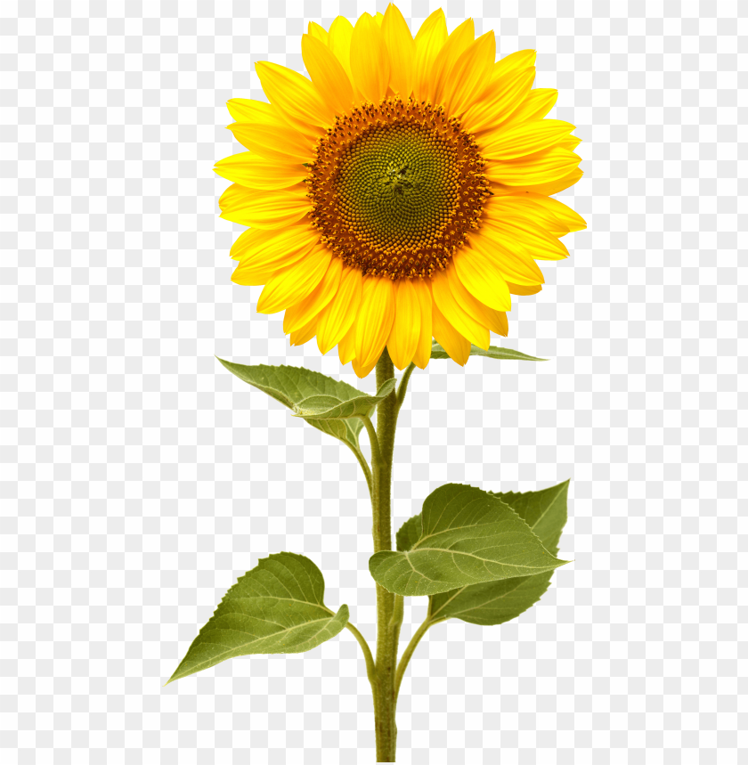 Detail Sunflower Without Background Nomer 42