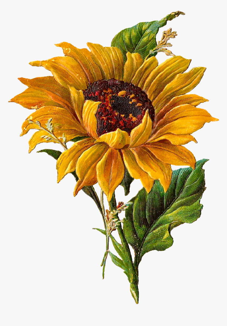 Detail Sunflower Without Background Nomer 43