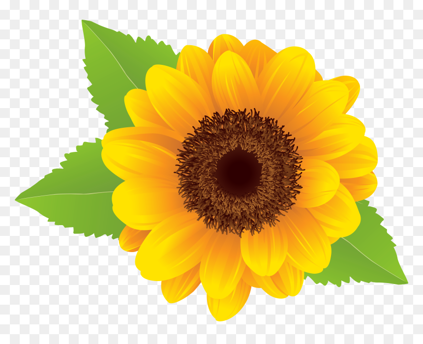 Detail Sunflower Without Background Nomer 44