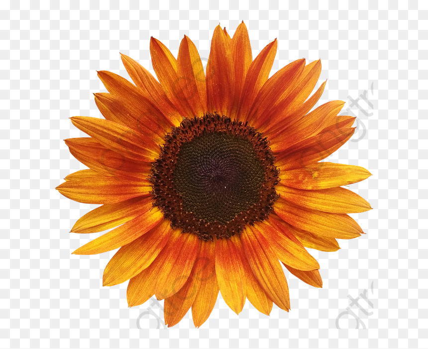 Detail Sunflower Without Background Nomer 45