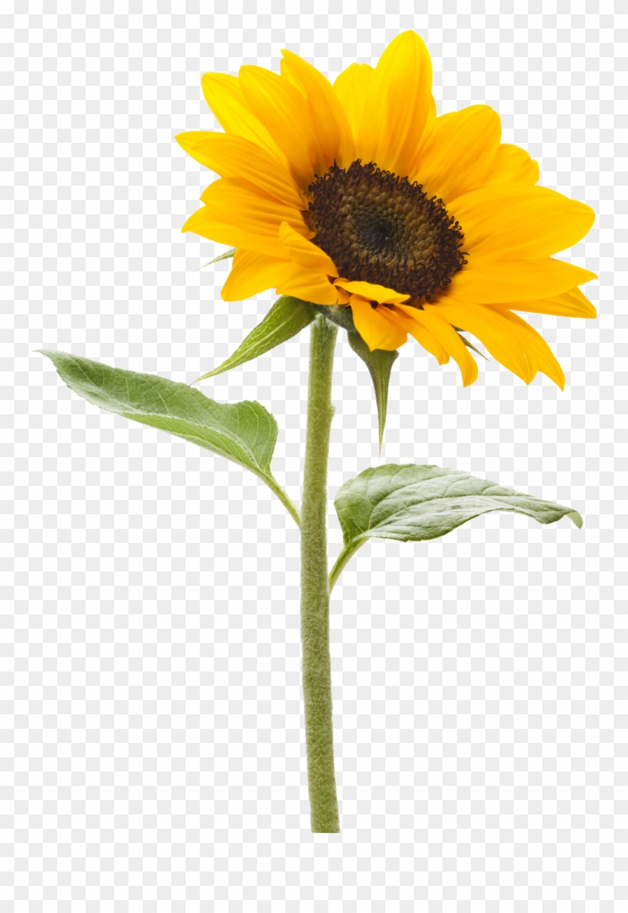 Detail Sunflower Without Background Nomer 4