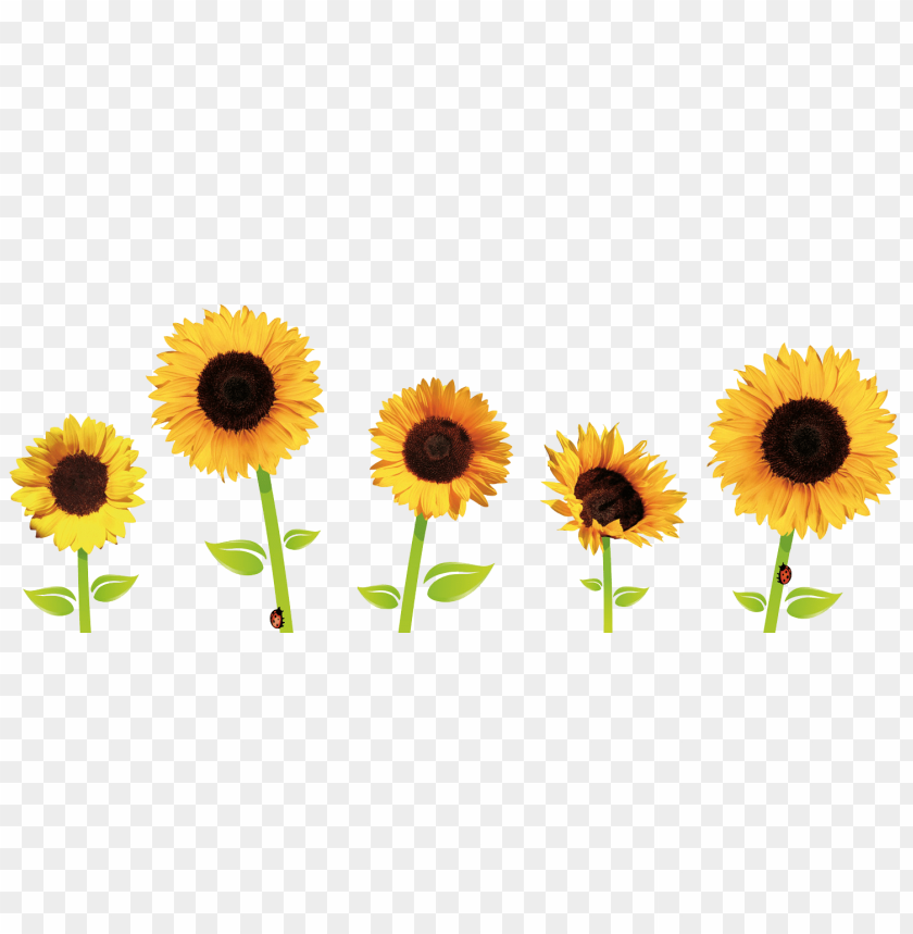Detail Sunflower Without Background Nomer 46