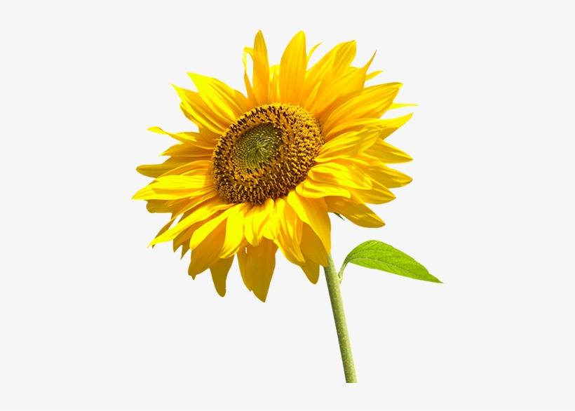 Detail Sunflower Without Background Nomer 47