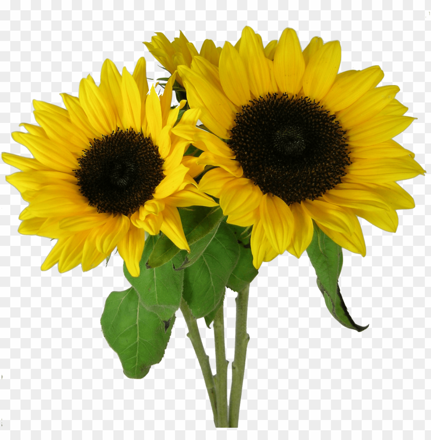 Detail Sunflower Without Background Nomer 49