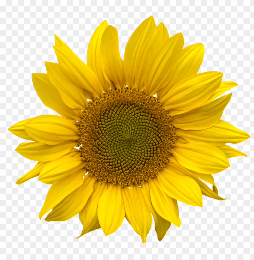 Detail Sunflower Without Background Nomer 50