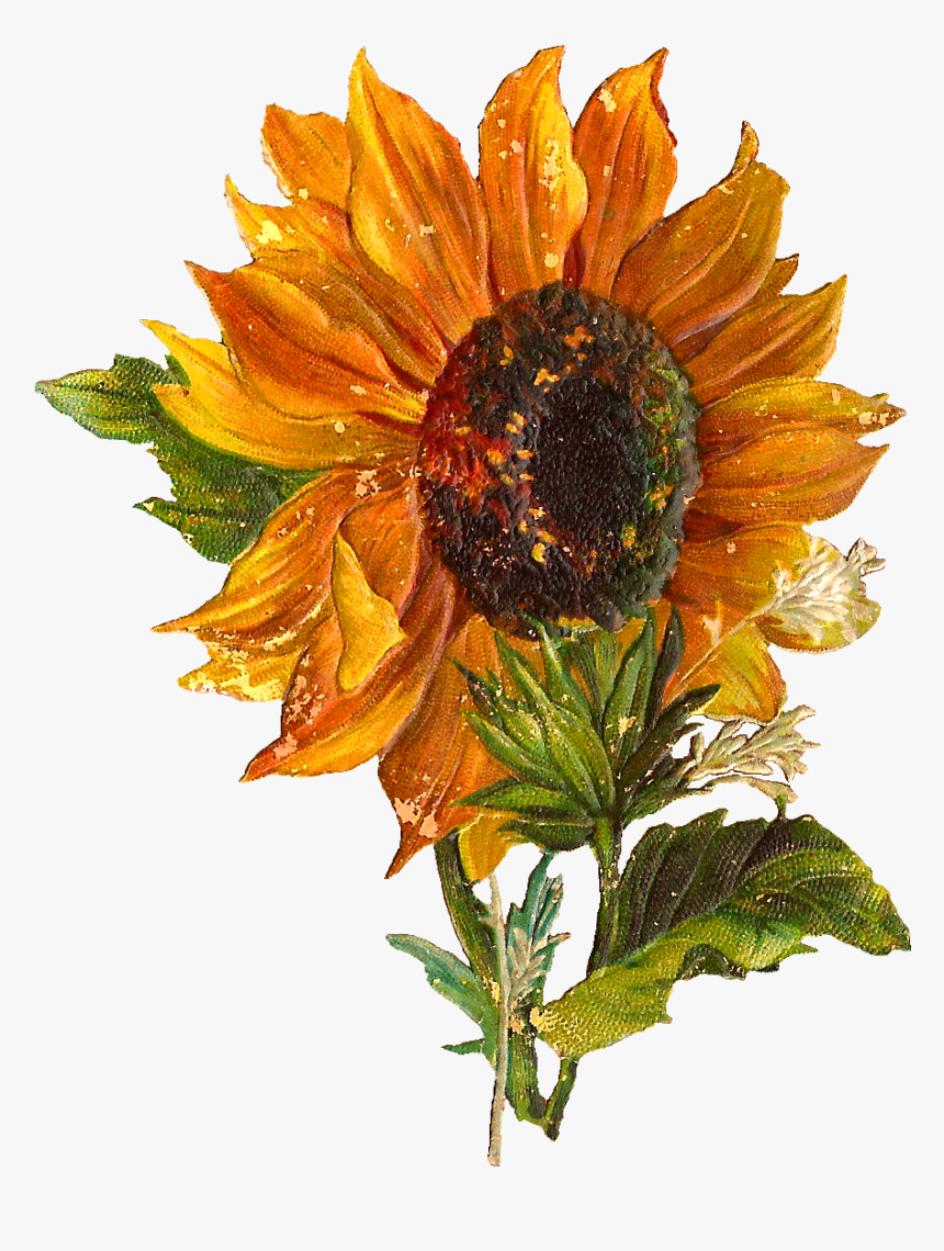 Detail Sunflower Without Background Nomer 51