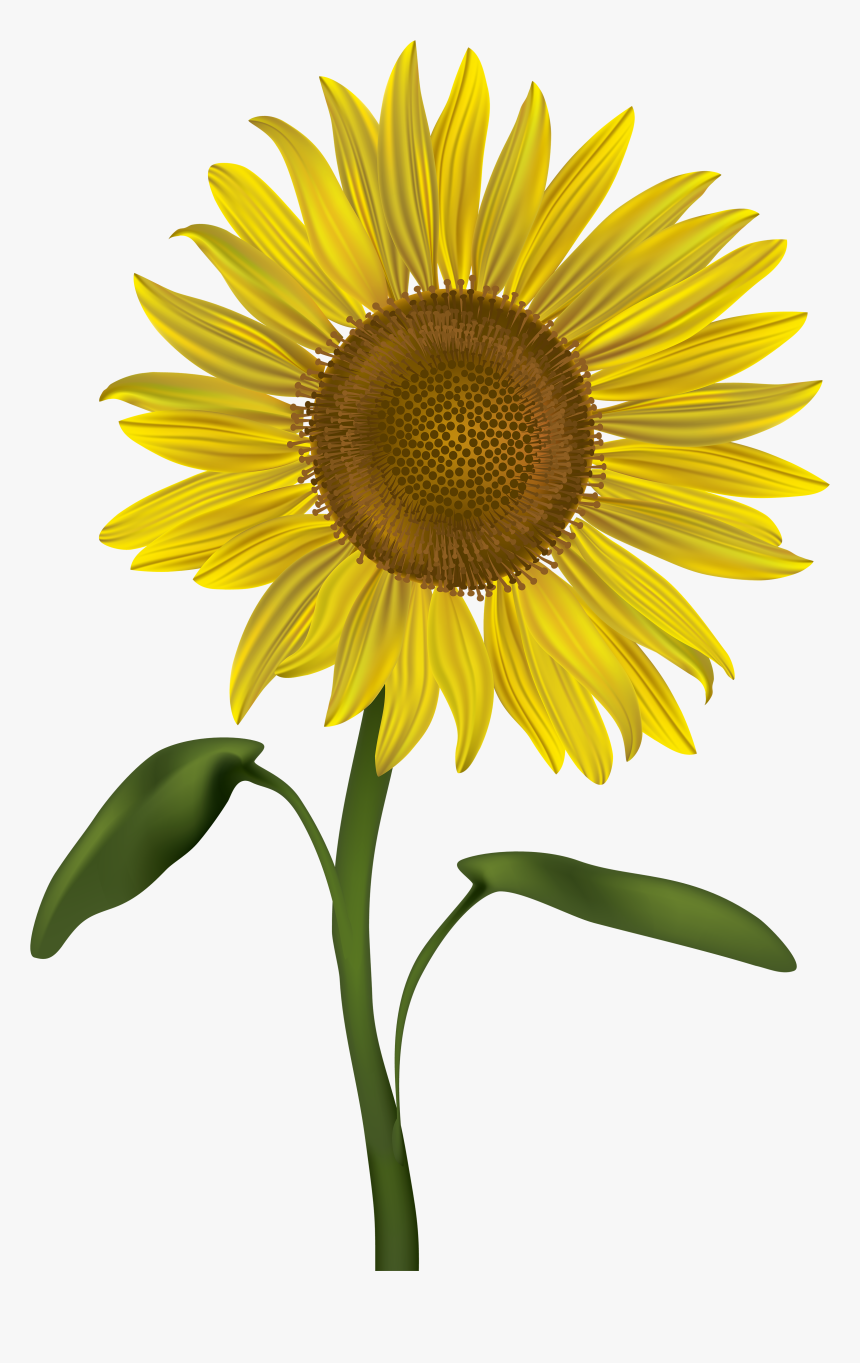 Detail Sunflower Without Background Nomer 52