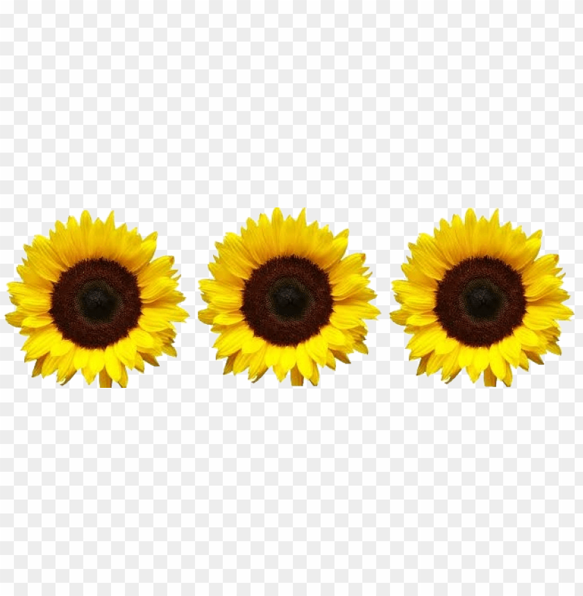 Detail Sunflower Without Background Nomer 53