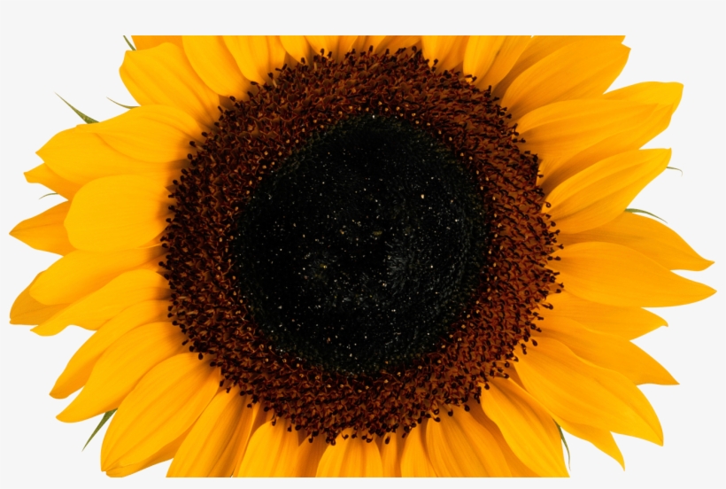 Detail Sunflower Without Background Nomer 54