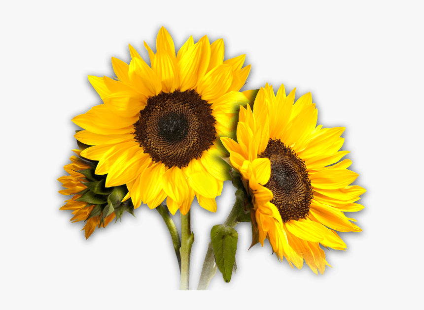 Detail Sunflower Without Background Nomer 5