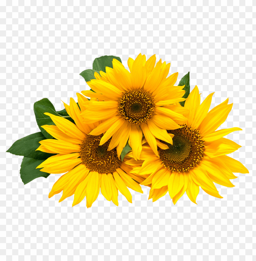 Detail Sunflower Without Background Nomer 7