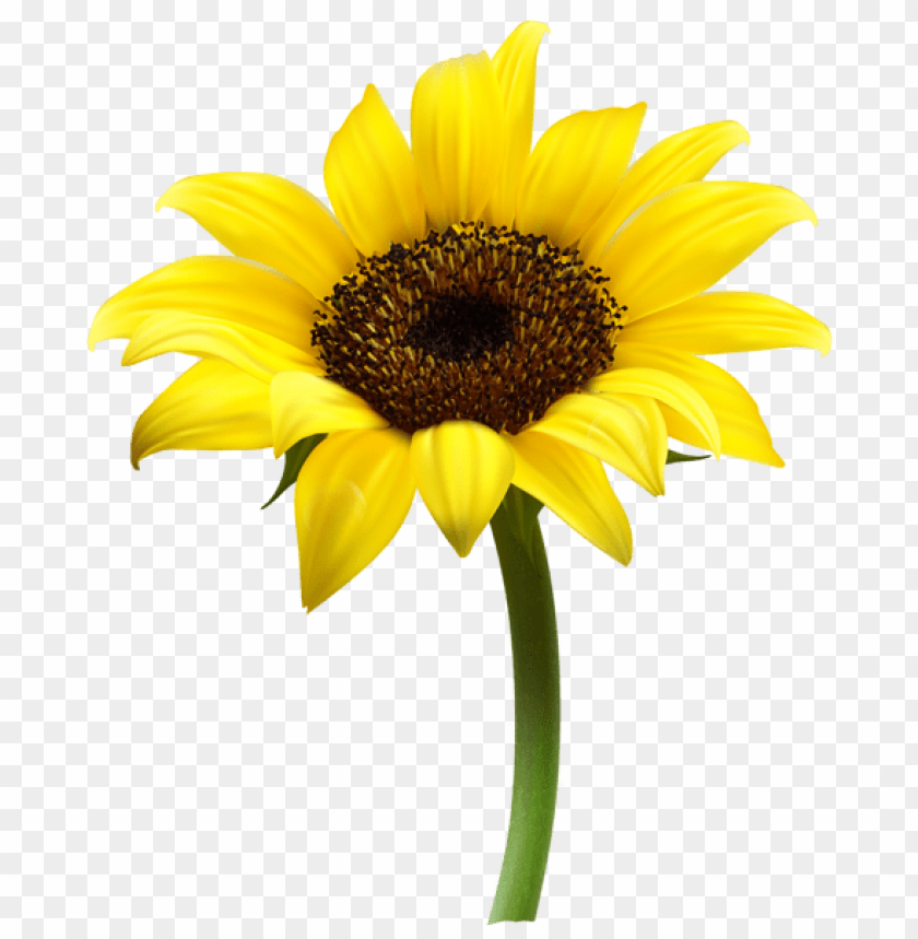 Detail Sunflower Without Background Nomer 8