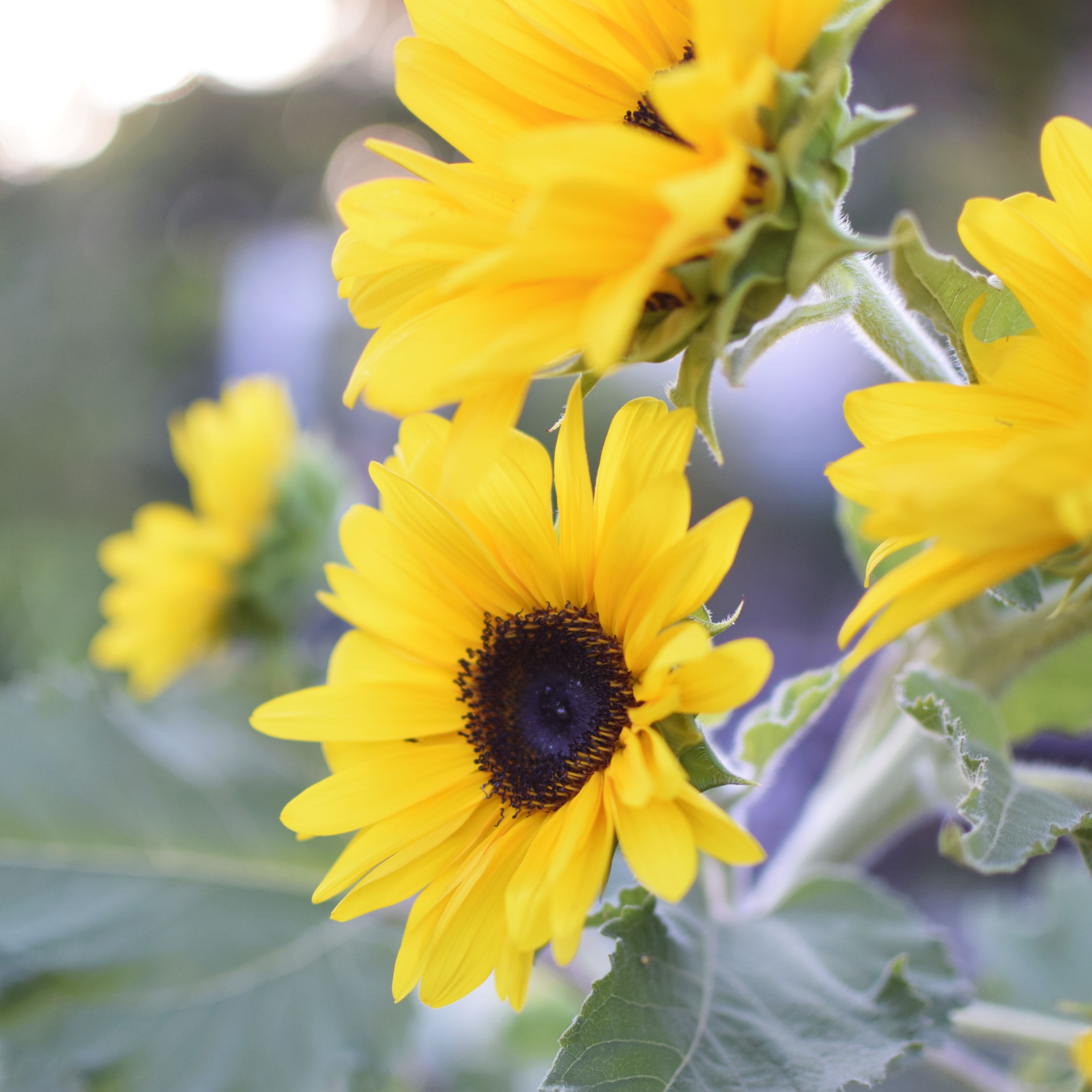 Detail Sunflowers Images Nomer 26