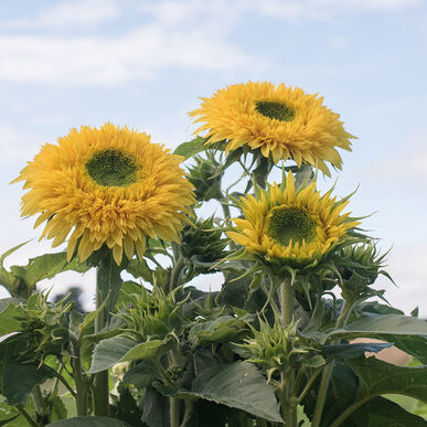 Detail Sunflowers Images Nomer 29