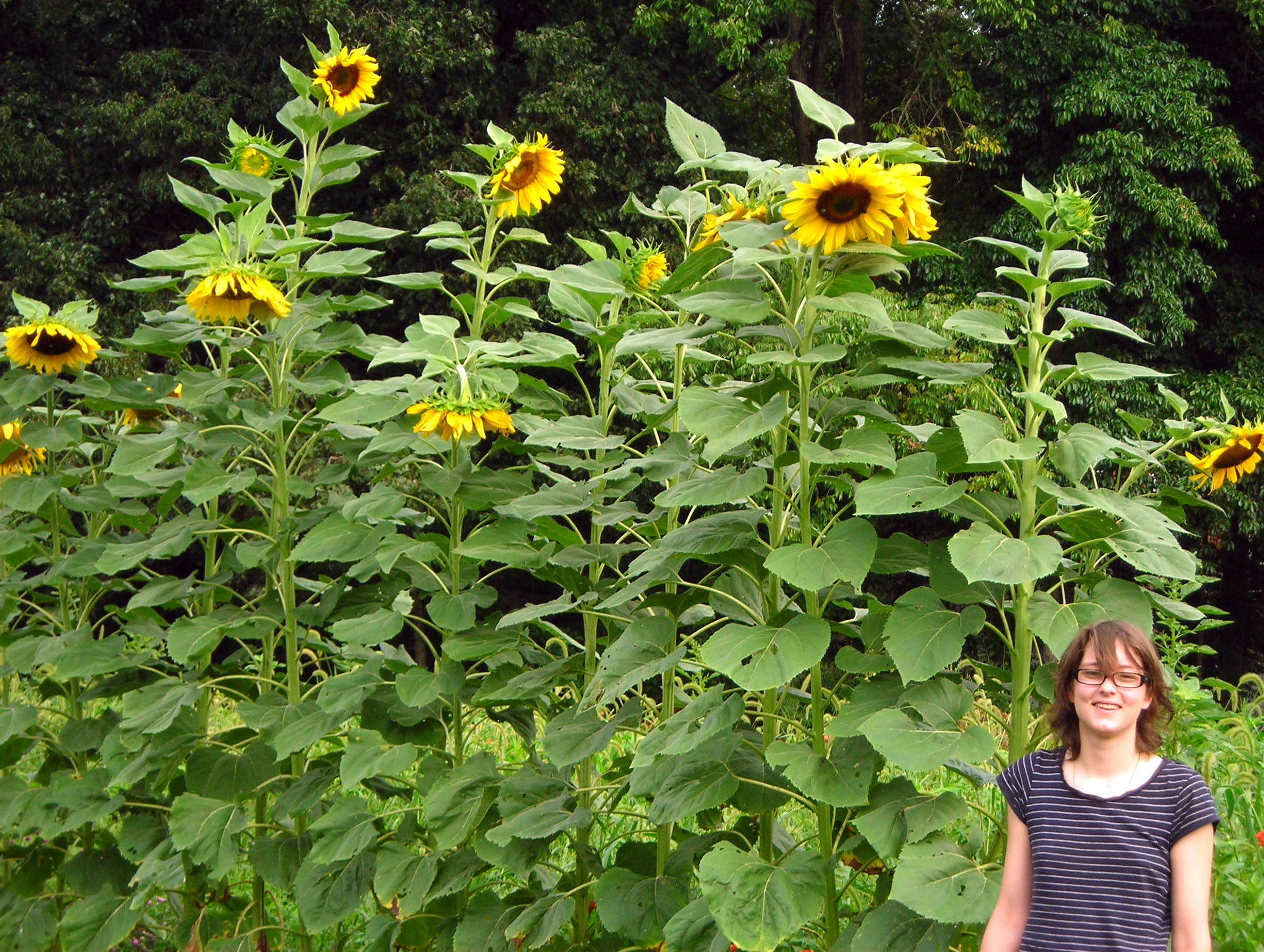 Detail Sunflowers Images Nomer 33