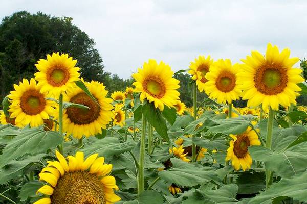 Detail Sunflowers Images Nomer 41