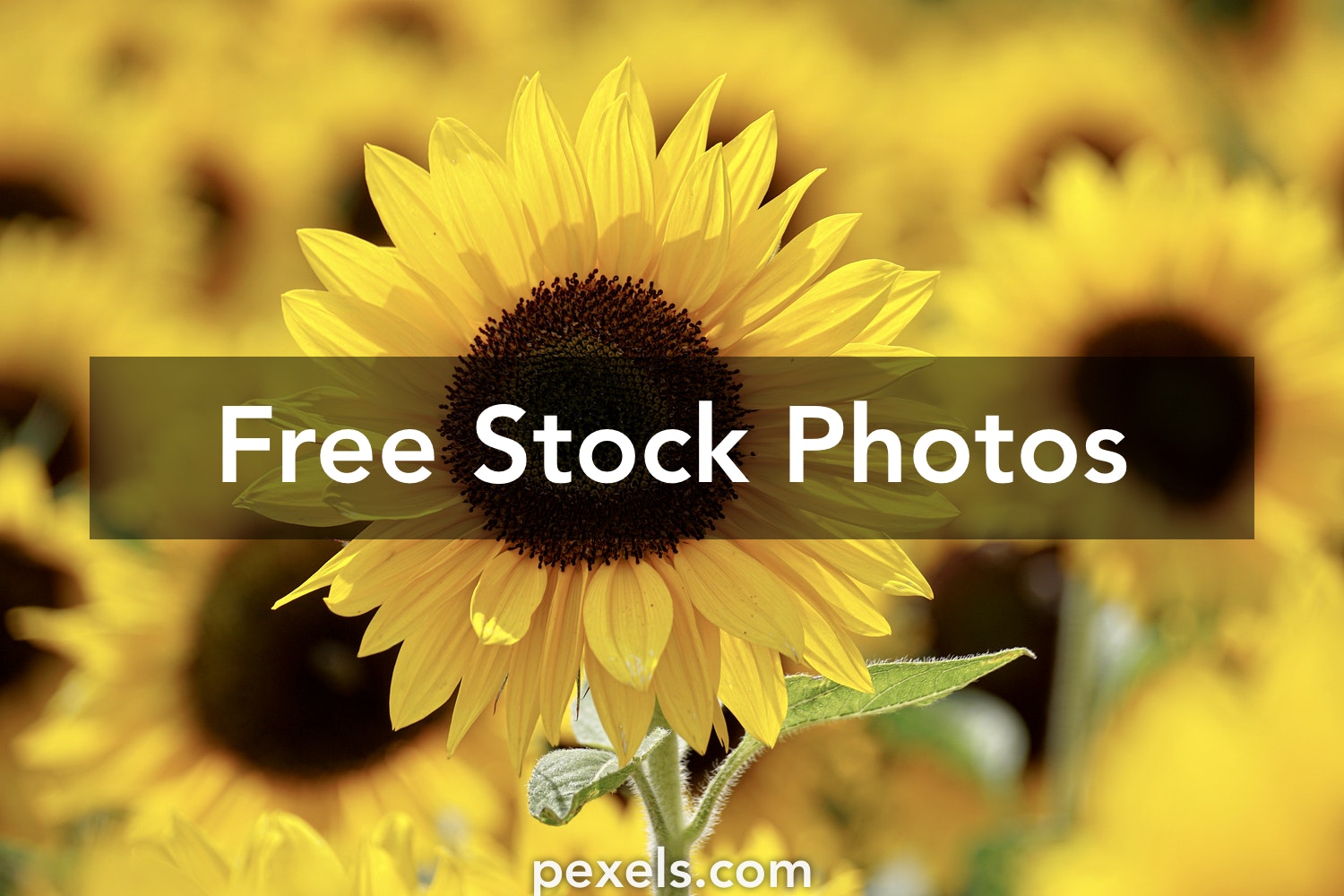 Sunflowers Images Free - KibrisPDR