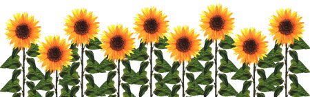 Detail Sunflowers Images Free Nomer 40