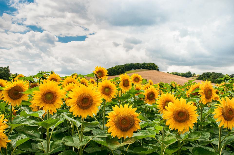 Detail Sunflowers Pictures Free Nomer 43