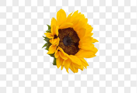 Detail Sunflowers Png Nomer 21