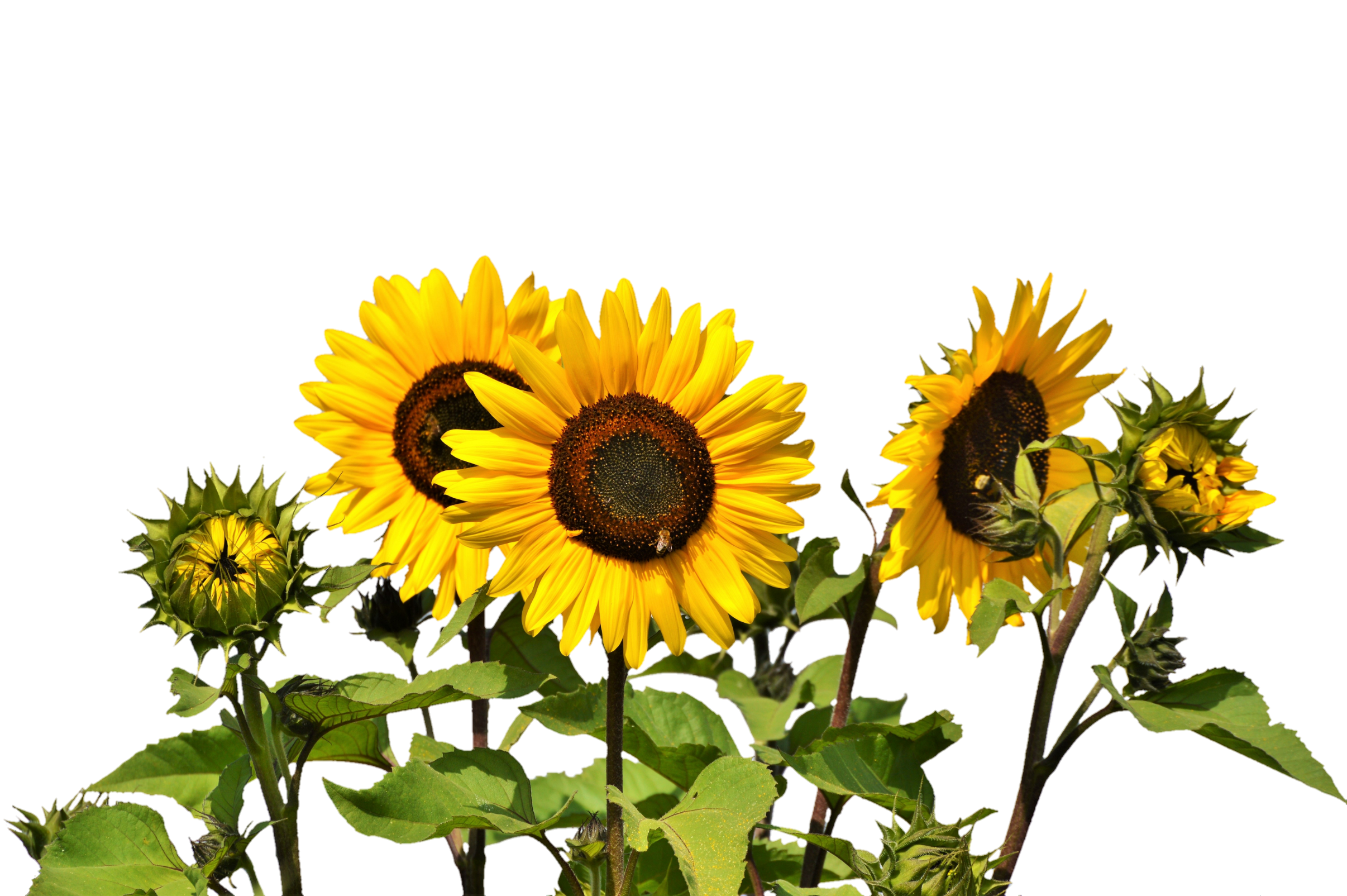 Detail Sunflowers Png Nomer 4