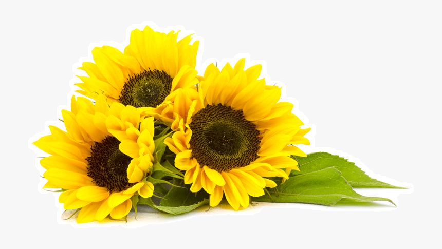 Detail Sunflowers Png Nomer 37