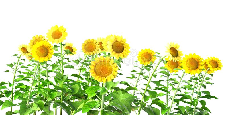 Detail Sunflowers Png Nomer 41