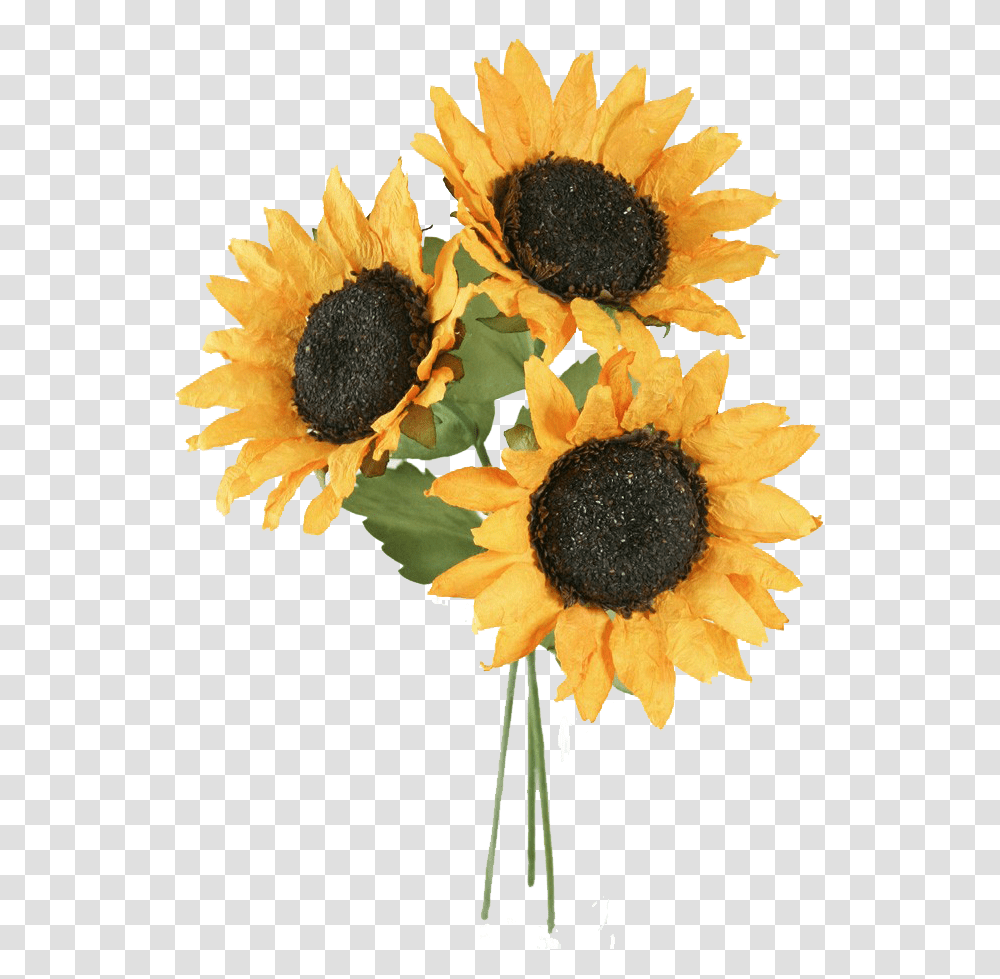 Detail Sunflowers Png Nomer 5